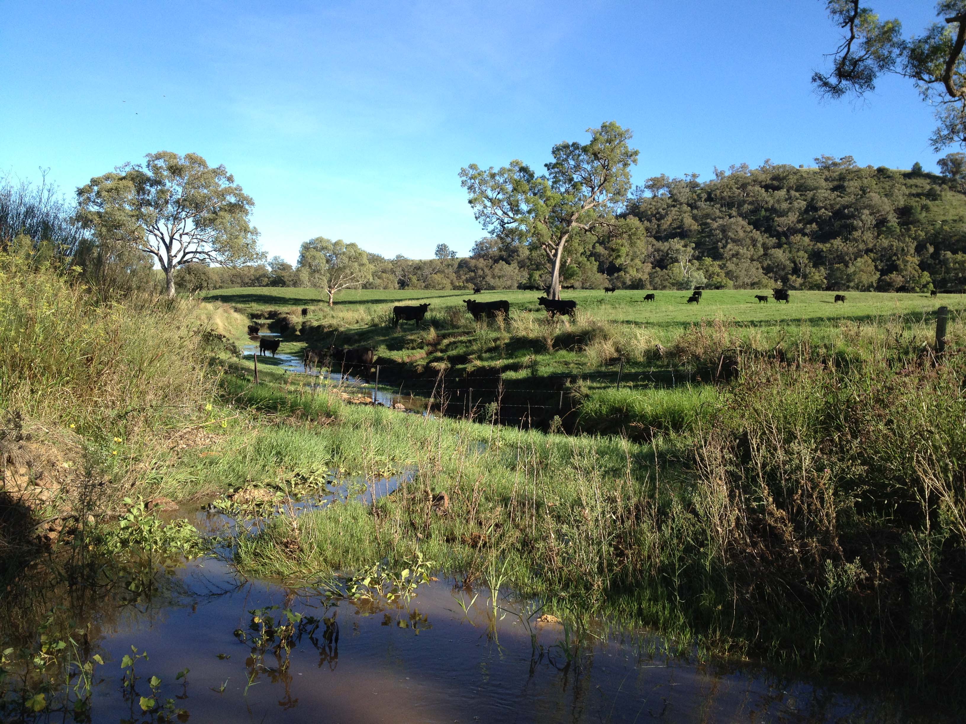 Colly Creek